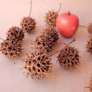 画像11: Dry plants for decor デコール用乾燥モミジバフウ（3個入）