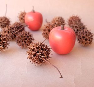 画像10: Dry plants for decor デコール用乾燥モミジバフウ（3個入）