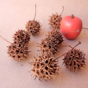 画像9: Dry plants for decor デコール用乾燥モミジバフウ（3個入）