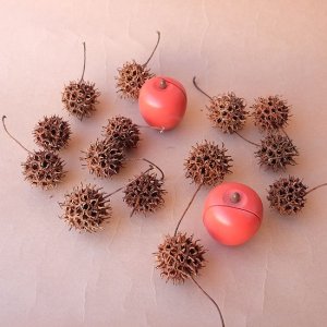 画像2: Dry plants for decor デコール用乾燥モミジバフウ（3個入）