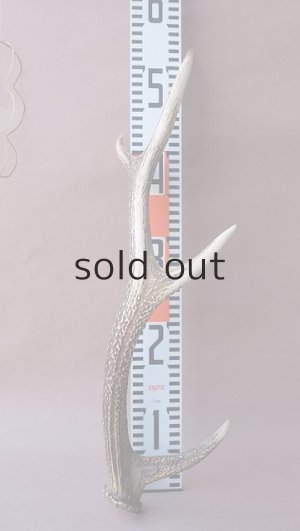 画像15: デコール用二ホンジカの角