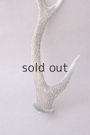 画像2: デコール用二ホンジカの角