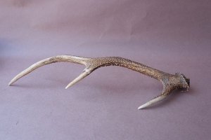 画像9: デコール用二ホンジカの角