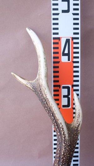 画像9: デコール用二ホンジカの角