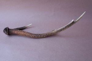 画像4: デコール用二ホンジカの角