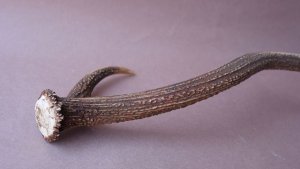 画像9: デコール用二ホンジカの角