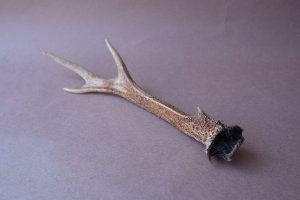 画像7: デコール用二ホンジカの角mini・小鹿