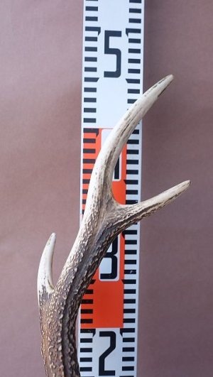 画像11: デコール用二ホンジカの角