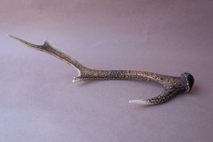 画像5: デコール用二ホンジカの角