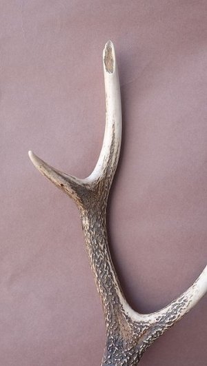 画像4: デコール用二ホンジカの角