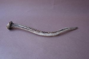 画像5: デコール用二ホンジカの角mini・小鹿