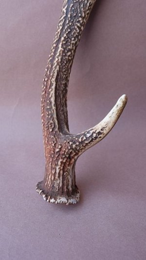 画像2: デコール用二ホンジカの角