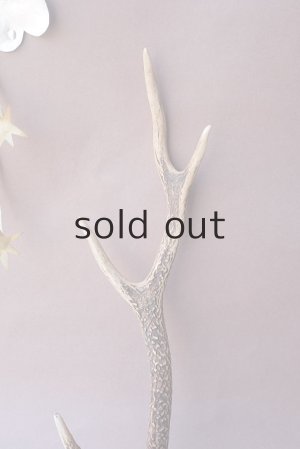 画像3: デコール用二ホンジカの角