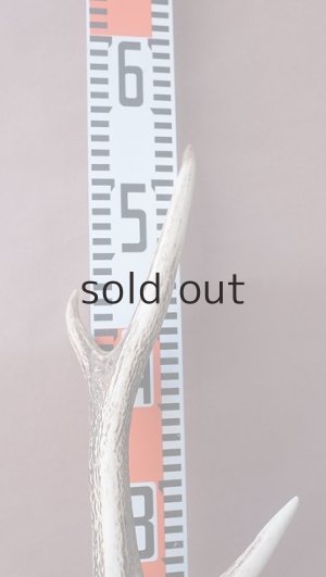 画像14: デコール用二ホンジカの角