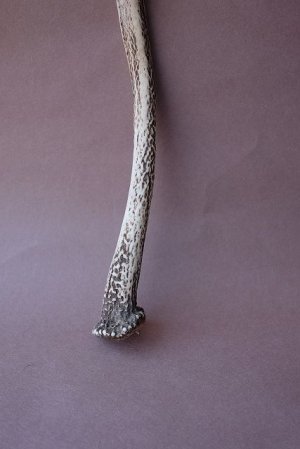 画像2: デコール用二ホンジカの角mini・小鹿