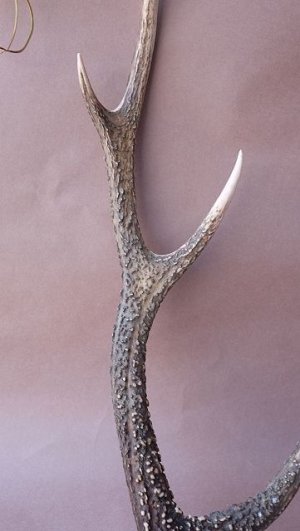 画像3: デコール用二ホンジカの角