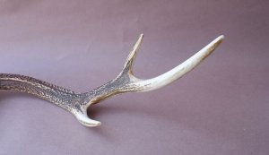 画像7: デコール用二ホンジカの角