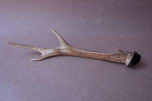 画像4: デコール用二ホンジカの角mini・小鹿