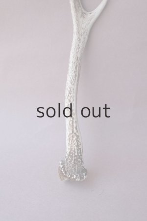 画像2: デコール用二ホンジカの角mini・小鹿