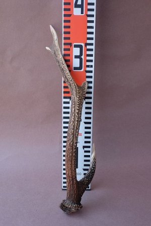 画像12: デコール用二ホンジカの角