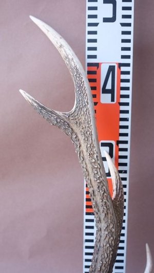 画像10: デコール用二ホンジカの角