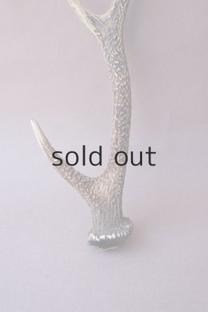 画像2: デコール用二ホンジカの角