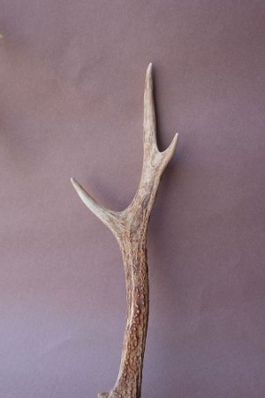 画像3: デコール用二ホンジカの角mini・小鹿