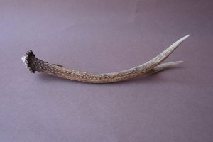 画像5: デコール用二ホンジカの角mini・小鹿