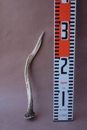 画像8: デコール用二ホンジカの角mini・小鹿