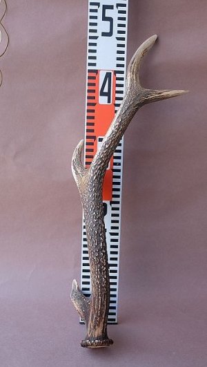 画像15: デコール用二ホンジカの角