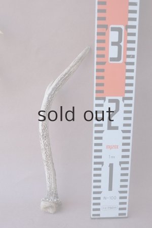 画像8: デコール用二ホンジカの角mini・小鹿