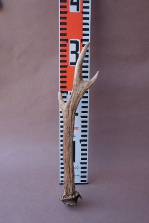 画像8: デコール用二ホンジカの角mini・小鹿