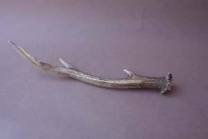 画像4: デコール用二ホンジカの角mini・小鹿