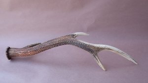 画像8: デコール用二ホンジカの角