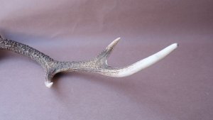 画像8: デコール用二ホンジカの角