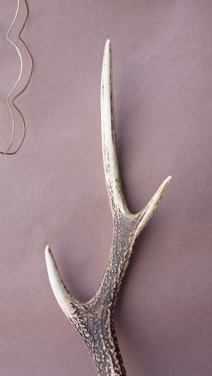 画像3: デコール用二ホンジカの角
