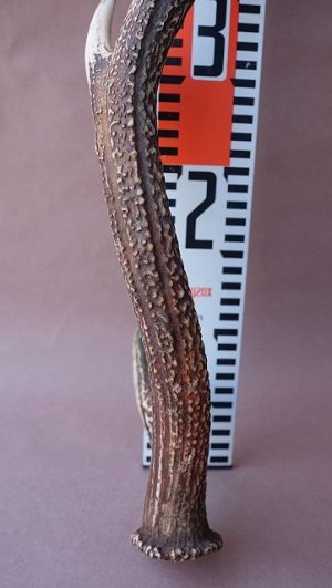 画像10: デコール用二ホンジカの角