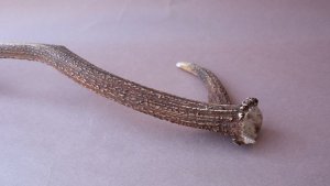 画像7: デコール用二ホンジカの角