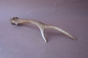 画像8: デコール用二ホンジカの角mini・小鹿