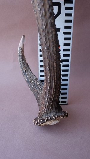 画像11: デコール用二ホンジカの角