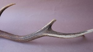 画像11: デコール用二ホンジカの角