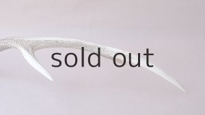 画像11: デコール用二ホンジカの角