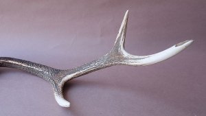 画像10: デコール用二ホンジカの角