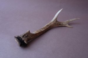 画像6: デコール用二ホンジカの角mini・小鹿