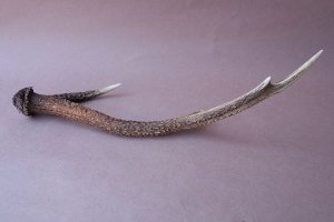 画像9: デコール用二ホンジカの角