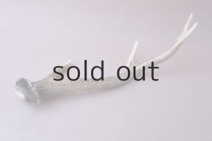 画像8: デコール用二ホンジカの角