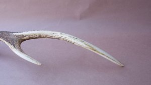 画像7: デコール用二ホンジカの角