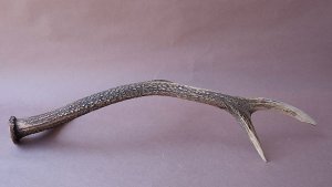 画像7: デコール用二ホンジカの角