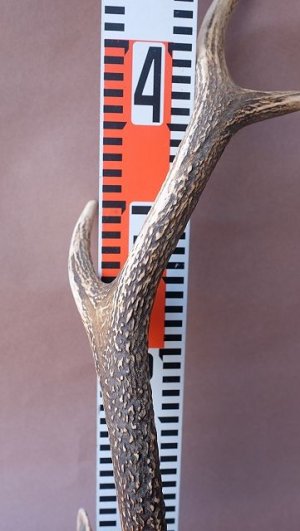 画像13: デコール用二ホンジカの角