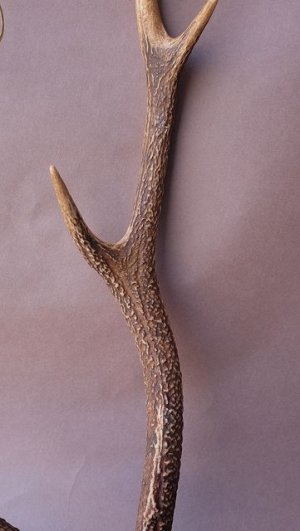 画像3: デコール用二ホンジカの角